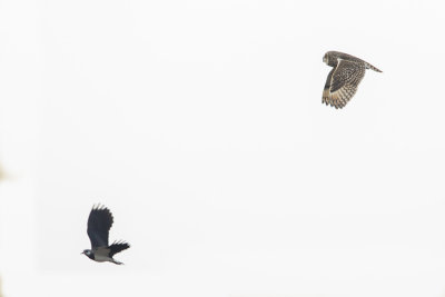 Short-eared Owl / Velduil