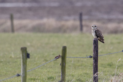 Short-eared Owl / Velduil