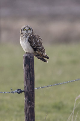 Short-eared Owl / Velduil