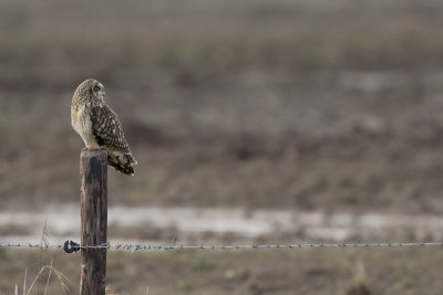 Short-eared Owl / Velduil