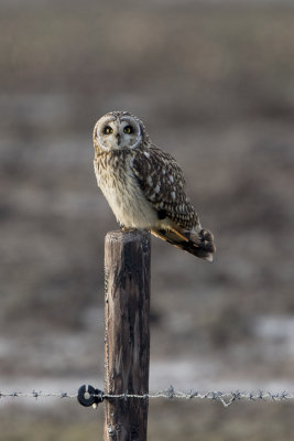 Short-eared Owl / Velduil