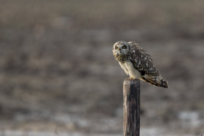 Short-eared Owl / Velduil