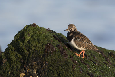 Ruddy Turnstone / Steenloper