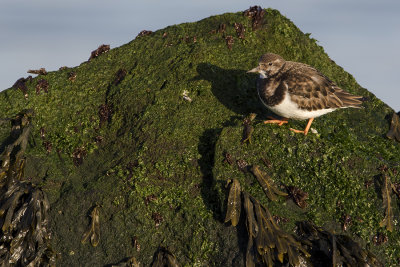 Ruddy Turnstone / Steenloper