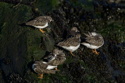 Ruddy Turnstone / Steenloper