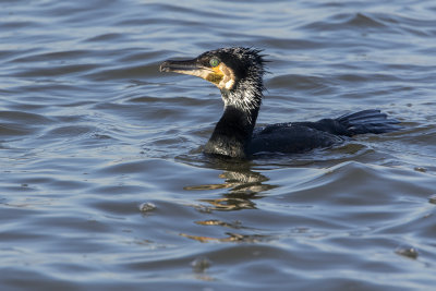 Great Cormorant / Aalscholver