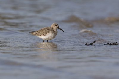 Dunlin / Bonte Strandloper