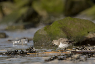 Dunlin / Bonte Strandloper