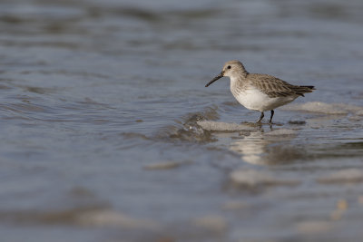 Dunlin / Bonte Strandloper