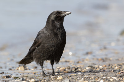 Carrion Crow / Zwarte Kraai