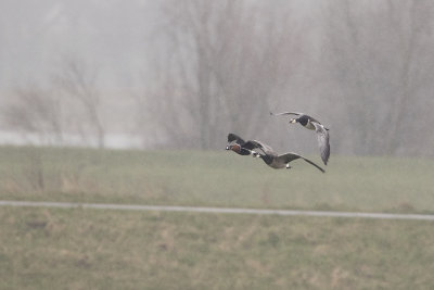 Red-breasted Goose / Roodhalsgans