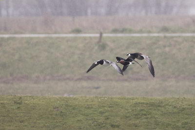 Red-breasted Goose / Roodhalsgans