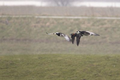 Red-breasted Goose / Roodhalsgans