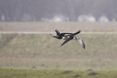 Red-breasted Goose / Roodhalsgans