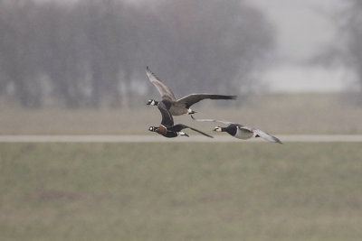 Red-breasted Goose / Roodhalsgans