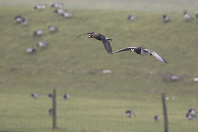 Red-breasted Goose / Roodhalsgans