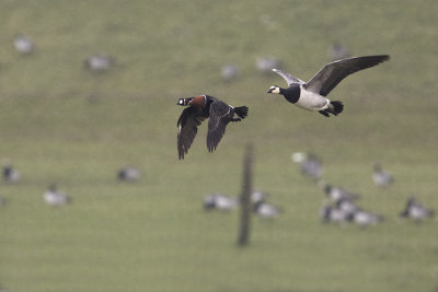 Red-breasted Goose / Roodhalsgans