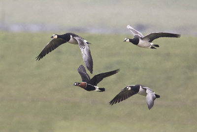 Red-breasted Goose / Roodhalsgans