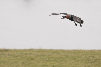 Red-breasted Goose / Roodhalsgans