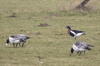 Red-breasted Goose / Roodhalsgans