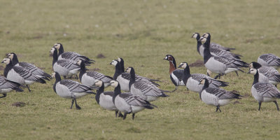 Red-breasted Goose / Roodhalsgans