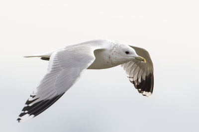 Common Gull / Stormmeeuw