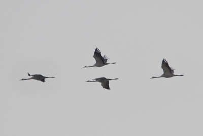 Common Crane / Kraanvogel