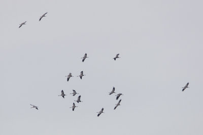 Common Crane / Kraanvogel
