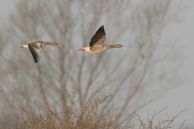 Greylag Goose / Grauwe Gans
