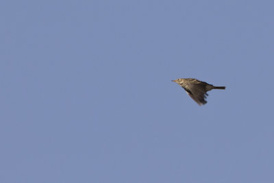 Meadow Pipit / Graspieper