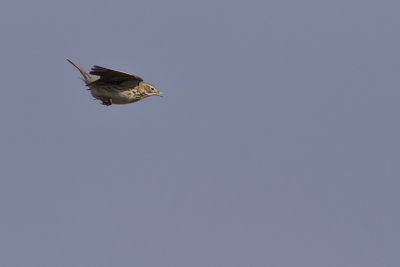 Meadow Pipit / Graspieper