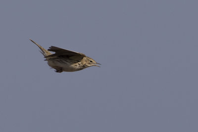 Meadow Pipit / Graspieper