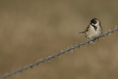 Common Reed Bunting / Rietgors