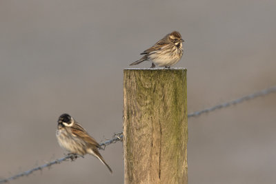 Common Reed Bunting / Rietgors