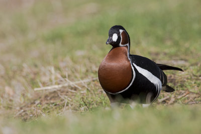 Red-breasted Goose / Roodhalsgans