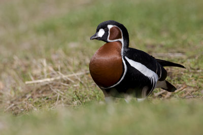 Red-breasted Goose / Roodhalsgans