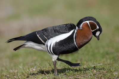 Red-breasted Goose / Roodhalsgans