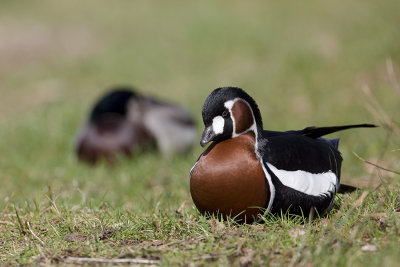 Red-breasted Goose / Roodhalsgans