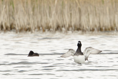 Greater Scaup / Topper