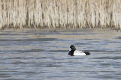 Greater Scaup / Topper