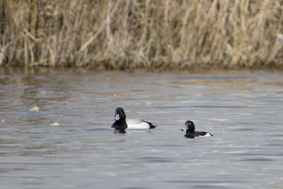 Greater Scaup / Topper