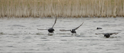 Eurasian Coot / Meerkoet