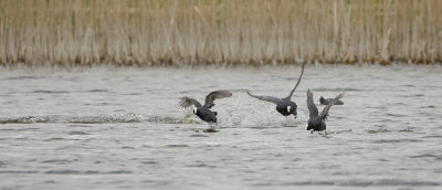 Eurasian Coot / Meerkoet