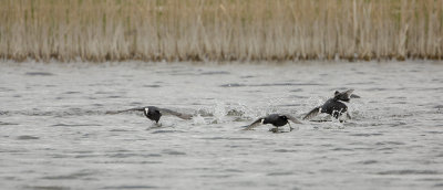 Eurasian Coot / Meerkoet