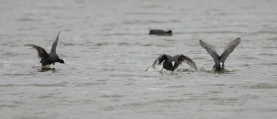 Eurasian Coot / Meerkoet