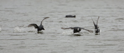 Eurasian Coot / Meerkoet