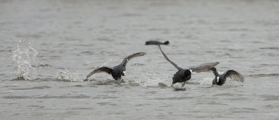 Eurasian Coot / Meerkoet