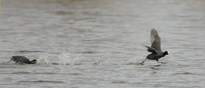 Eurasian Coot / Meerkoet