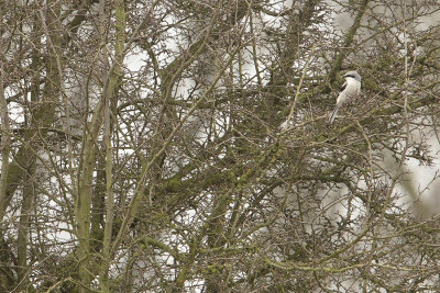 Great Grey Shrike / Klapekster