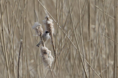 Penduline Tit / Buidelmees